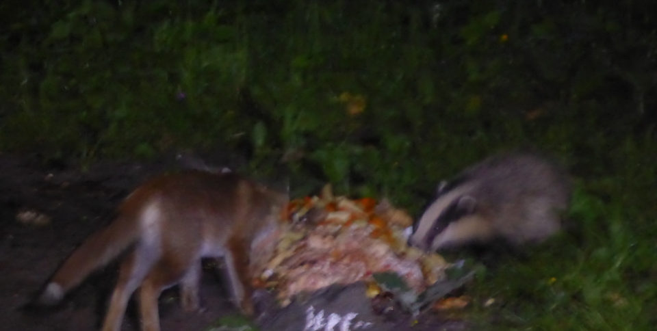 A fox and a badger